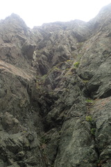 Potentilla fragiformis