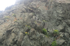 Potentilla fragiformis