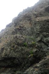 Potentilla fragiformis