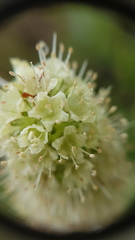 Echiostachys incanus