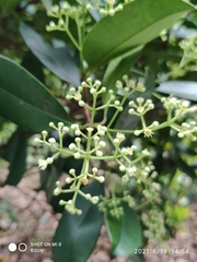 Syzygium incarnatum
