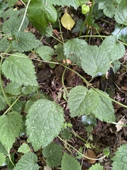 Lamium galeobdolon