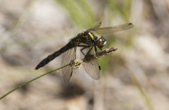 Leucorrhinia intermedia