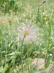 Pulsatilla vulgaris