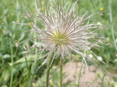 Pulsatilla vulgaris