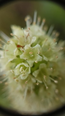 Echiostachys incanus