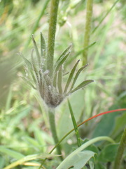 Pulsatilla vulgaris