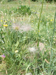 Pulsatilla vulgaris