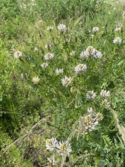 Astragalus austrosibiricus