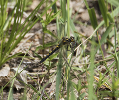Leucorrhinia intermedia