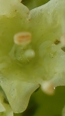 Echiostachys incanus