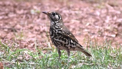 Turdus mupinensis