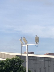 Pycnonotus aurigaster