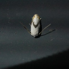 Opostegoides gephyraea