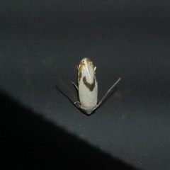 Opostegoides gephyraea