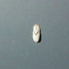 Opostegoides gephyraea