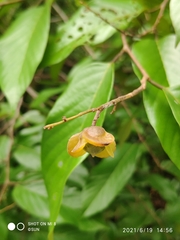 Shorea sumatrana