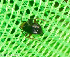 Capsus