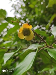 Shorea sumatrana
