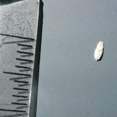 Opostegoides gephyraea