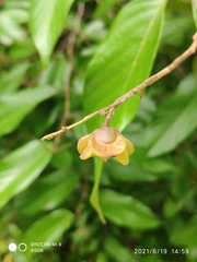 Shorea sumatrana