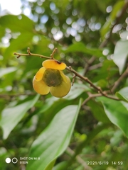 Shorea sumatrana