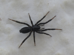 Drassyllus