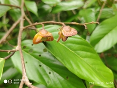 Shorea sumatrana