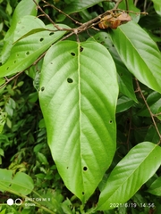Shorea sumatrana