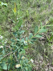 Salix kochiana