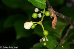 Contarinia virginianiae