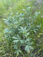 Potentilla approximata