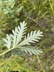 Potentilla approximata