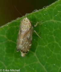 Errastunus ocellaris