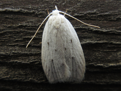 Scythropiodes approximans