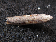 Aphomia gularis