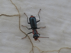 Cyrtosus cyanipennis