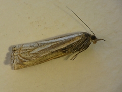 Xanthocrambus lucellus