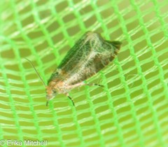 Olethreutes inornatana