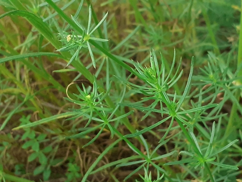 Shiny bedstraw