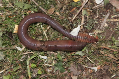 Lumbricus polyphemus