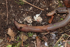 Lumbricus polyphemus