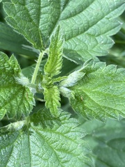 Dasineura dioicae
