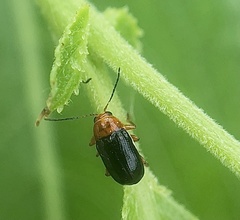 Cryptocephalus rufipes