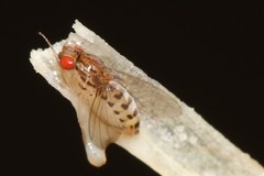 Drosophila busckii