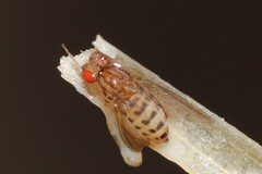 Drosophila busckii