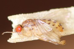 Drosophila busckii