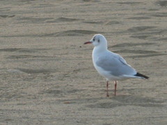 Chroicocephalus ridibundus