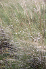 Stipa grandis