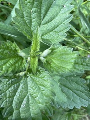 Dasineura dioicae